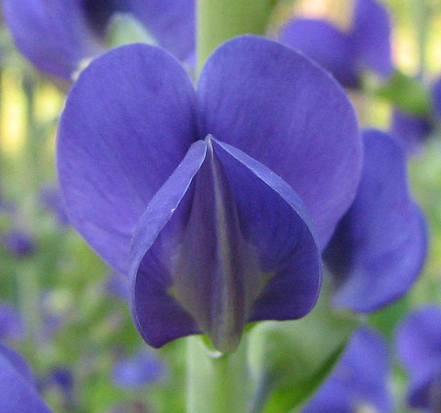 As a bonus, Emma fixatest on Indigo flowers. Apparently "true indigo" doesn't have blue flowers but "false indigo" does. I probably shouldn't be fixating on this detail. (Image Source)
